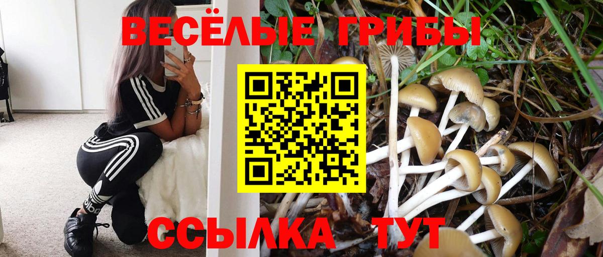 Галлюциногенные грибы Cubensis Тихорецк